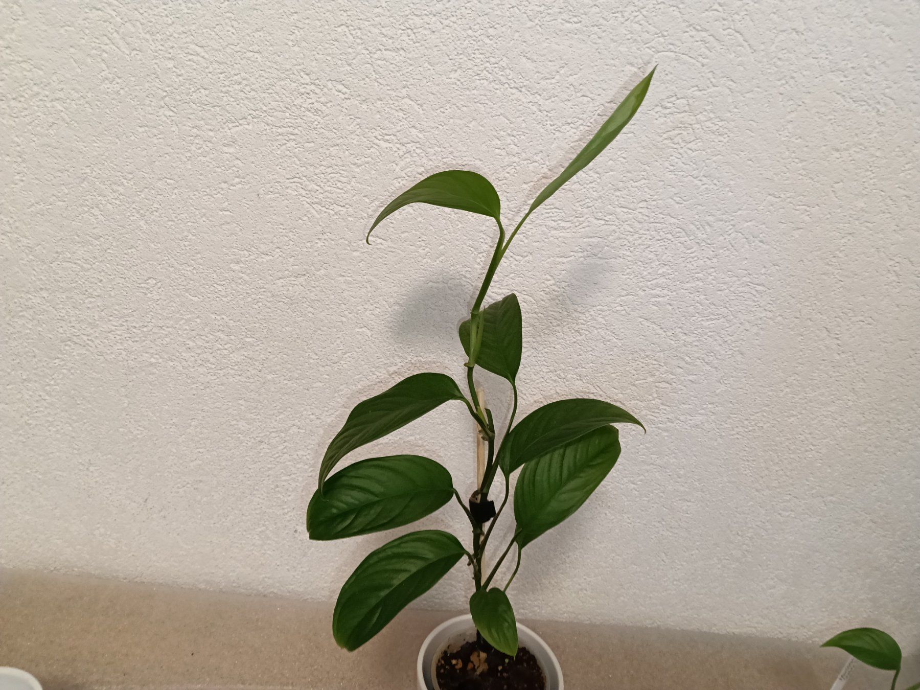 Piante & sementi: Monstera Obliqua Mobot – Nuovo (secondo la descrizione) da schöftland venduto da UniquePlants
