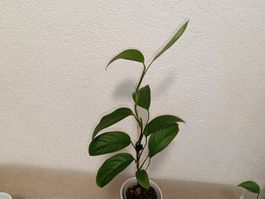 Monstera Obliqua Mobot