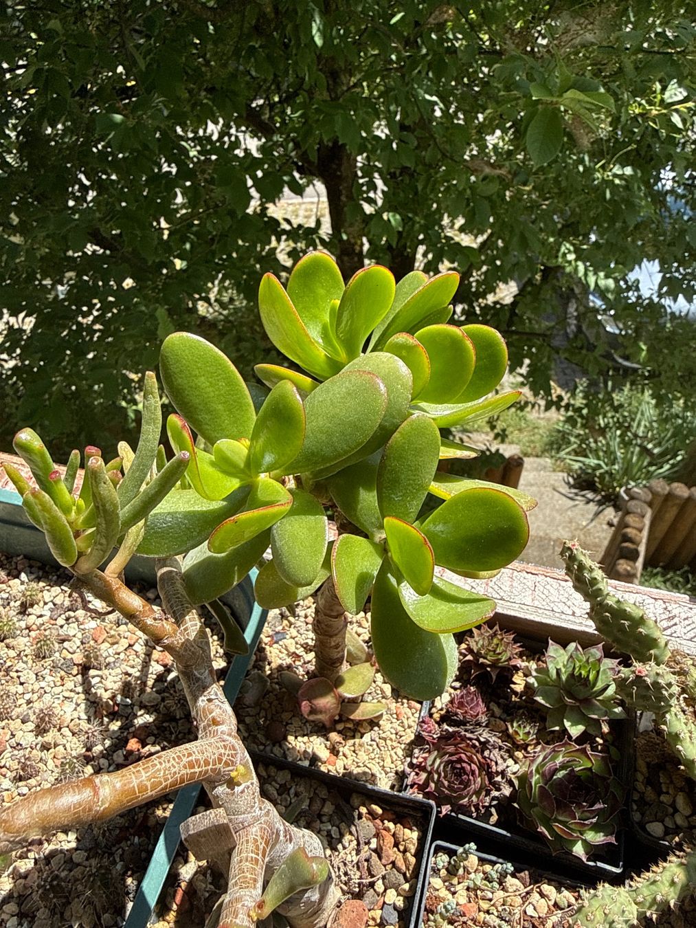 Piante & sementi: Crassula ovata – Usato da Rorbas venduto da SimS0n