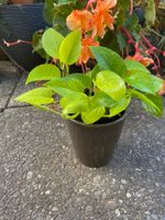 Efeutute Epipremnum Neon, grössere Pflanze