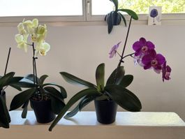 7. Orchideen in Blüte mit Topf, Pflanze Deko Wohnen