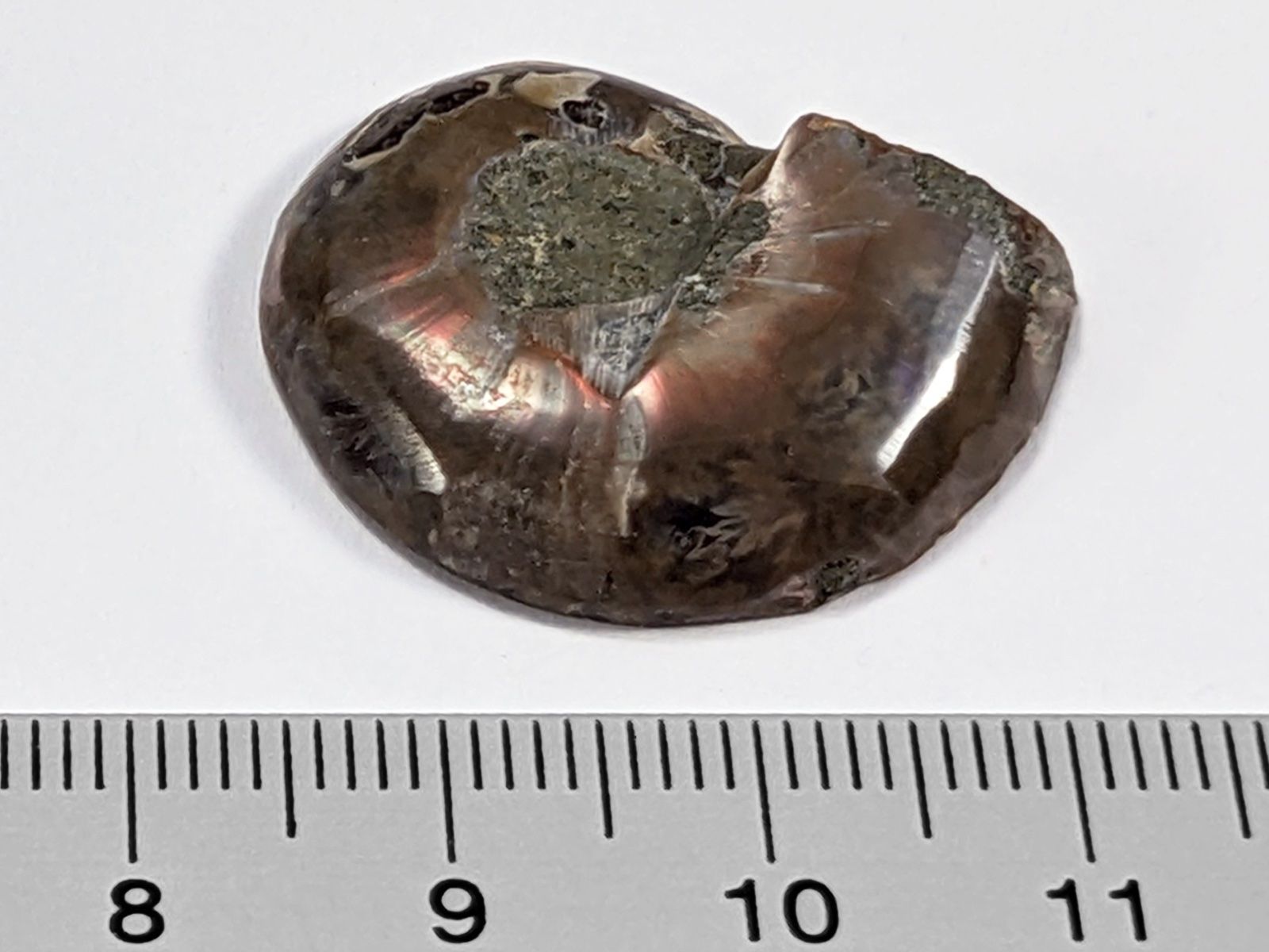 Fossili: Ammonit Fossil 27mm – Nuovo e nell'imballaggio originale da Meilen venduto da StoneGarden 1