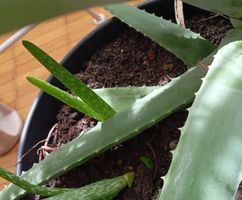 Aloe Vera Baby Pflanze, ideal als Luftreiniger fürs Büro!🌿