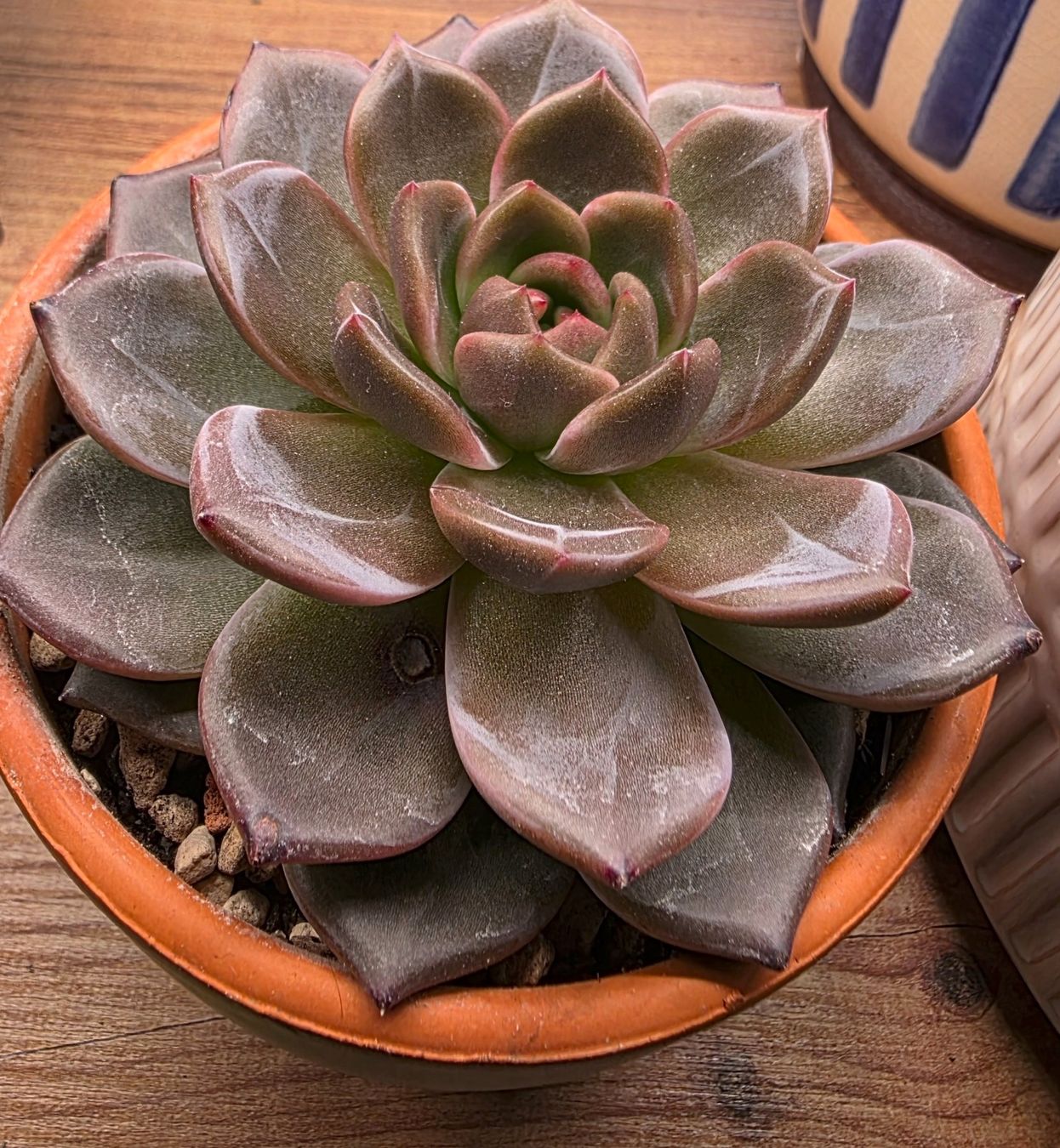 Piante & sementi: Echeveria 'Purple Champaign' – Usato da Winterthur venduto da jar_w2vp