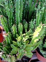 Zimmerpflanze XL  : Euphorbia trigona 60 - 70 cm, ist eine i