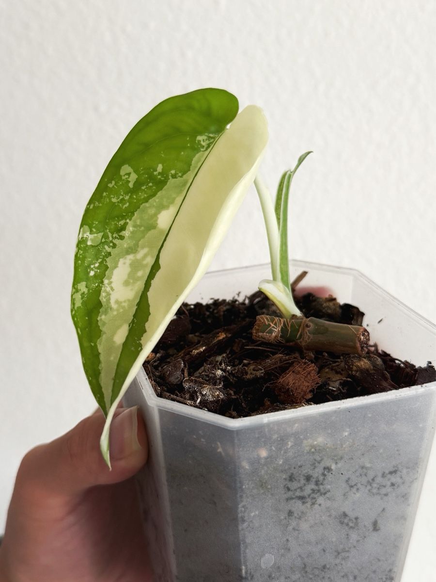 Piante & sementi: Syngonium Chiapense Variegated #1 – Nuovo (secondo la descrizione) da Bern venduto da Lucas_Ma 1