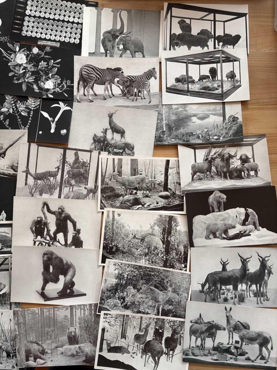 Cartoline postali: AK von Natur Historisches Museum Chicago – Usato da Rümlang venduto da Kartenpost1 3