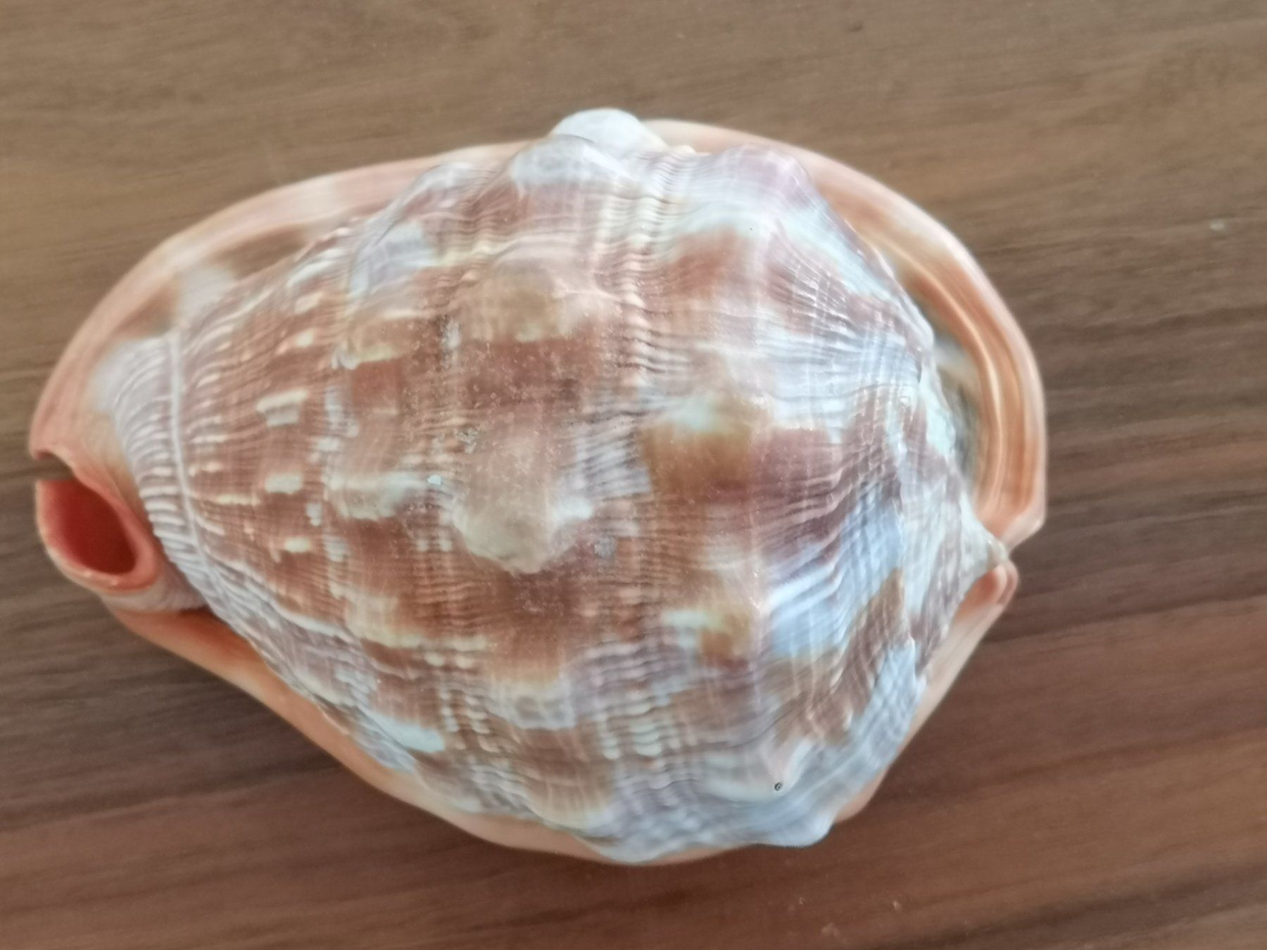 Fossili: Cassis Rufa Cassis Cornuta - Schnecke Sea Shell 14x10cm Cebu – Usato da Kloten venduto da Asiatica 4