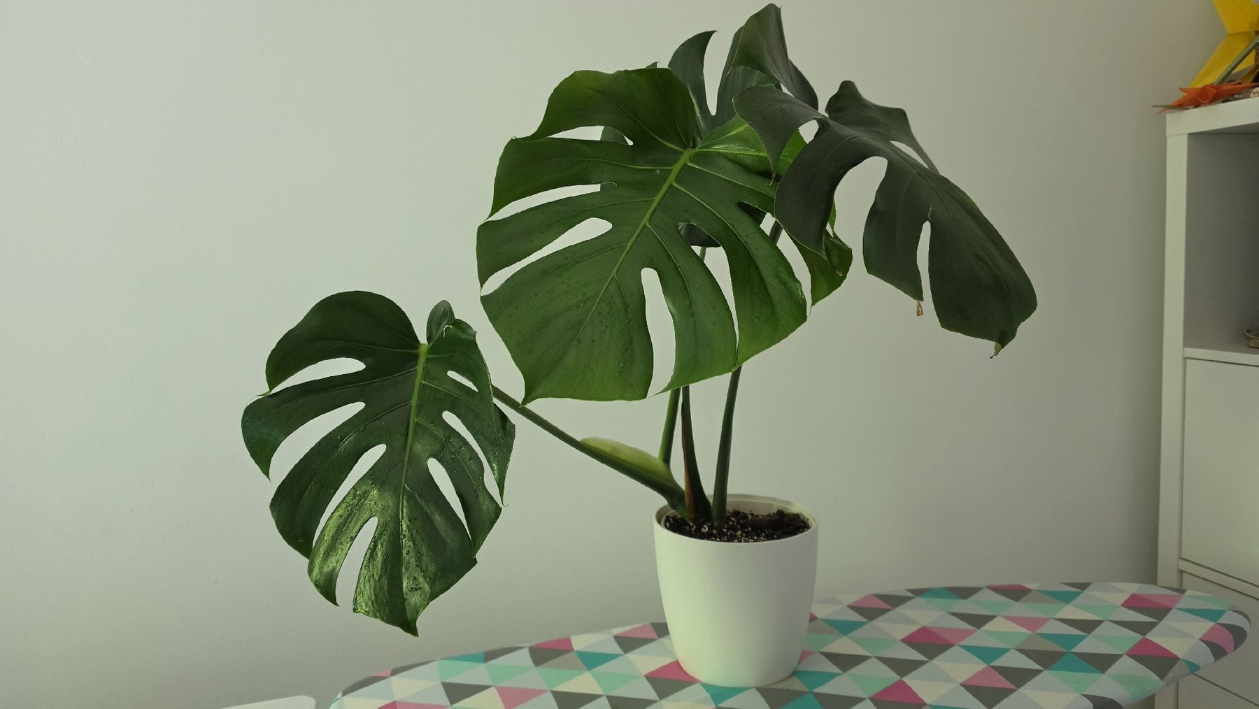 Plantes & graines: Monstera  – D'occasion à Hausen am Albis par M.Kurz 1