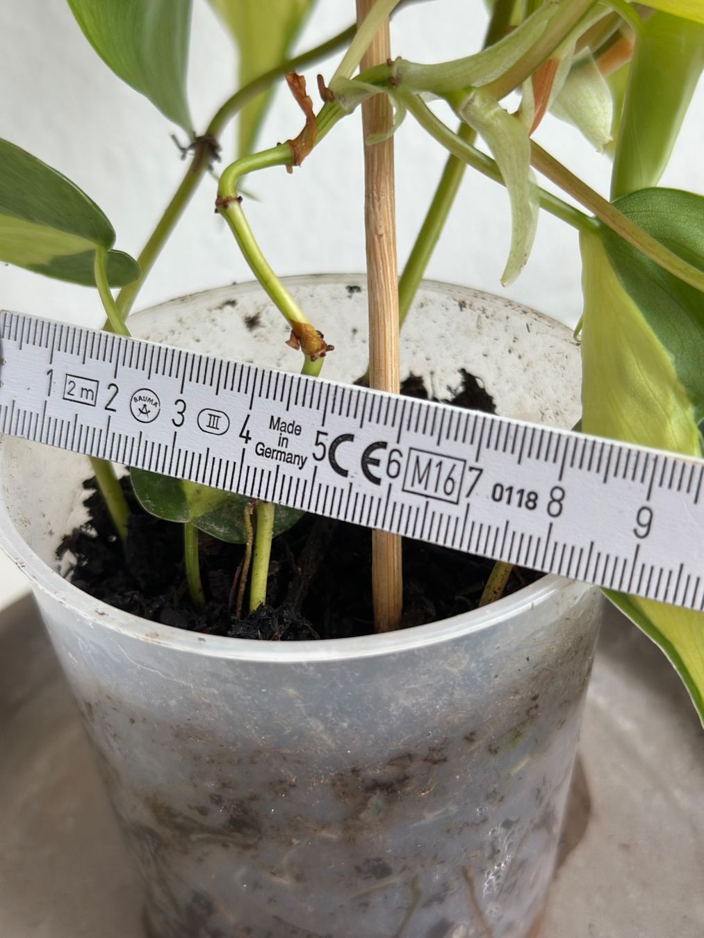 Piante & sementi: Philodendron Scandens (Brasil) – Usato da Zürich venduto da ong8 3
