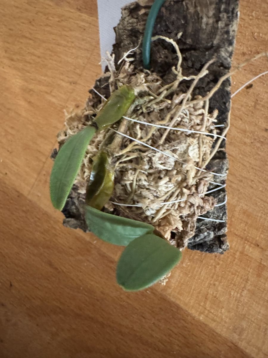 Pflanzen & Samen: Bulbophyllum frostii – Gebraucht aus Männedorf von mrclst 3