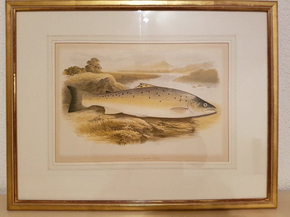 Foto & Immagini: Stich Salmon Trout – Nuovo (secondo la descrizione) da Gamprin-Bendern venduto da uk9487Liechtenstein