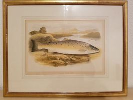 Stich Salmon Trout