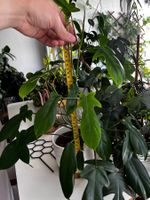 Philodendron ‘Florida Green’