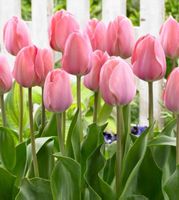 TULIPA VAN EIJK : 5 Zwiebeln + Infos wie keimen & pflegen