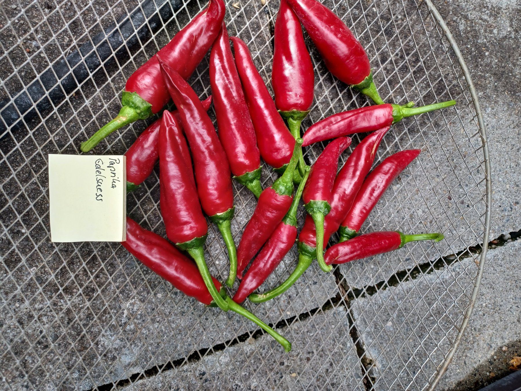 Pflanzen & Samen: Samen Paprika Edelsüss 10Stk 2024 – Gebraucht aus Schwaderloch von bademeister79 1