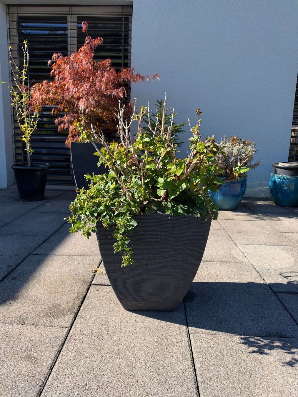 Plantes & graines: Hortensie – D'occasion à Root par calmchris