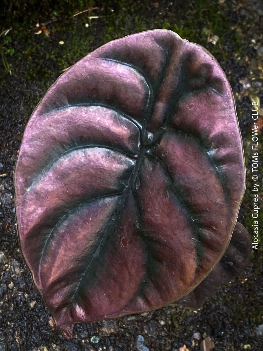 Piante & sementi: Alocasia Cuprea - rund 30x30cm - einzigartig schön, oder? – Nuovo e nell'imballaggio originale da Adliswil venduto da asTOMas963 6