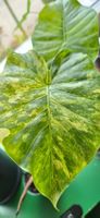 🤩Alocasia Gagneana Aurea Variegata Rhizom 
