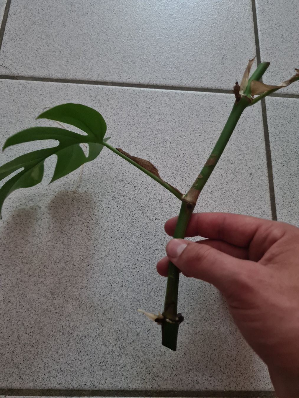 Pflanzen & Samen: Monstera Minima Variegata Ableger – Gebraucht aus Endingen von ale_jjv2 1