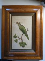 coloriertes antikes Vogel Bild in super Holz Rahmen