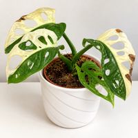 🌿 Variegierte Monstera adansonii – wunderschöne Rarität💚🤍