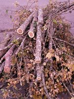 Brennholz gratis