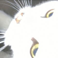 Profile image of monqiqi