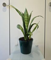 Pflanze Sansevieria / Bogenhanf 47 cm inklusive Keramiktopf
