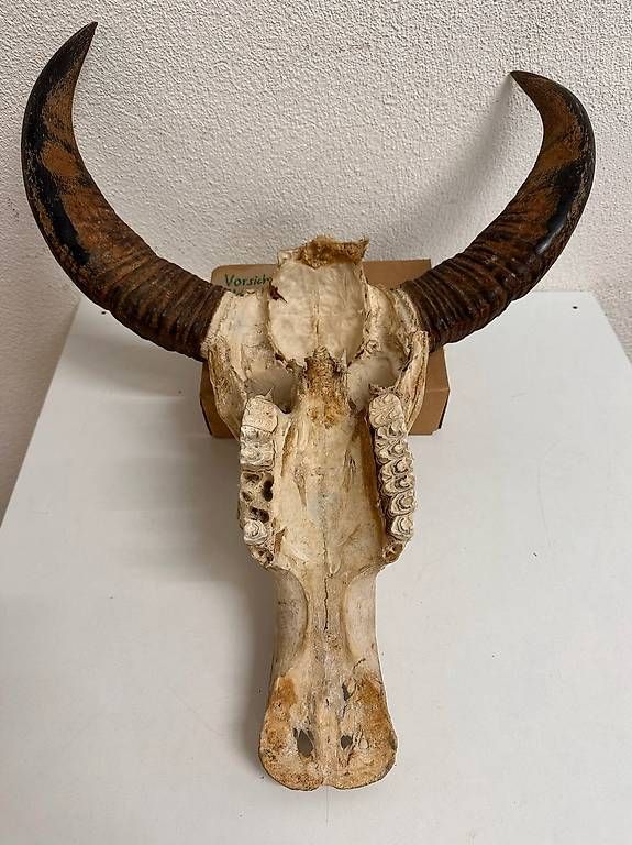 Altre raccolte & rarità: Vintage Wasserbüffel Schädel Trophäe mit Hornscheiden – Usato da Obernau venduto da Arche_Noah_Brocki 6