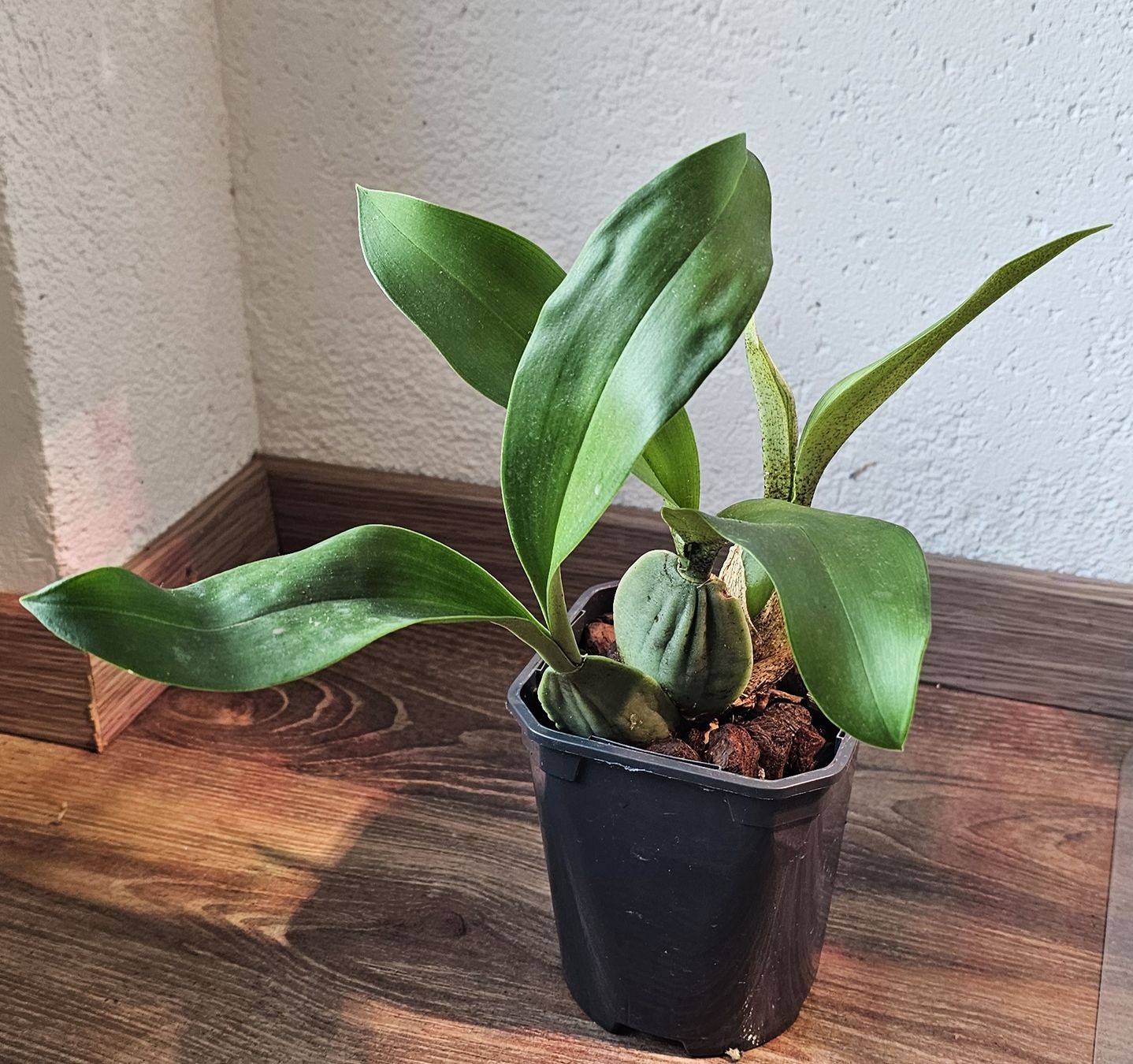 Piante & sementi: Orchidee Rossioglossum Rawdon Jester – Usato da Jona venduto da Smurnaya 2