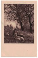 Die Ruhe der Schafe, gelaufen 1917 (Mischol)