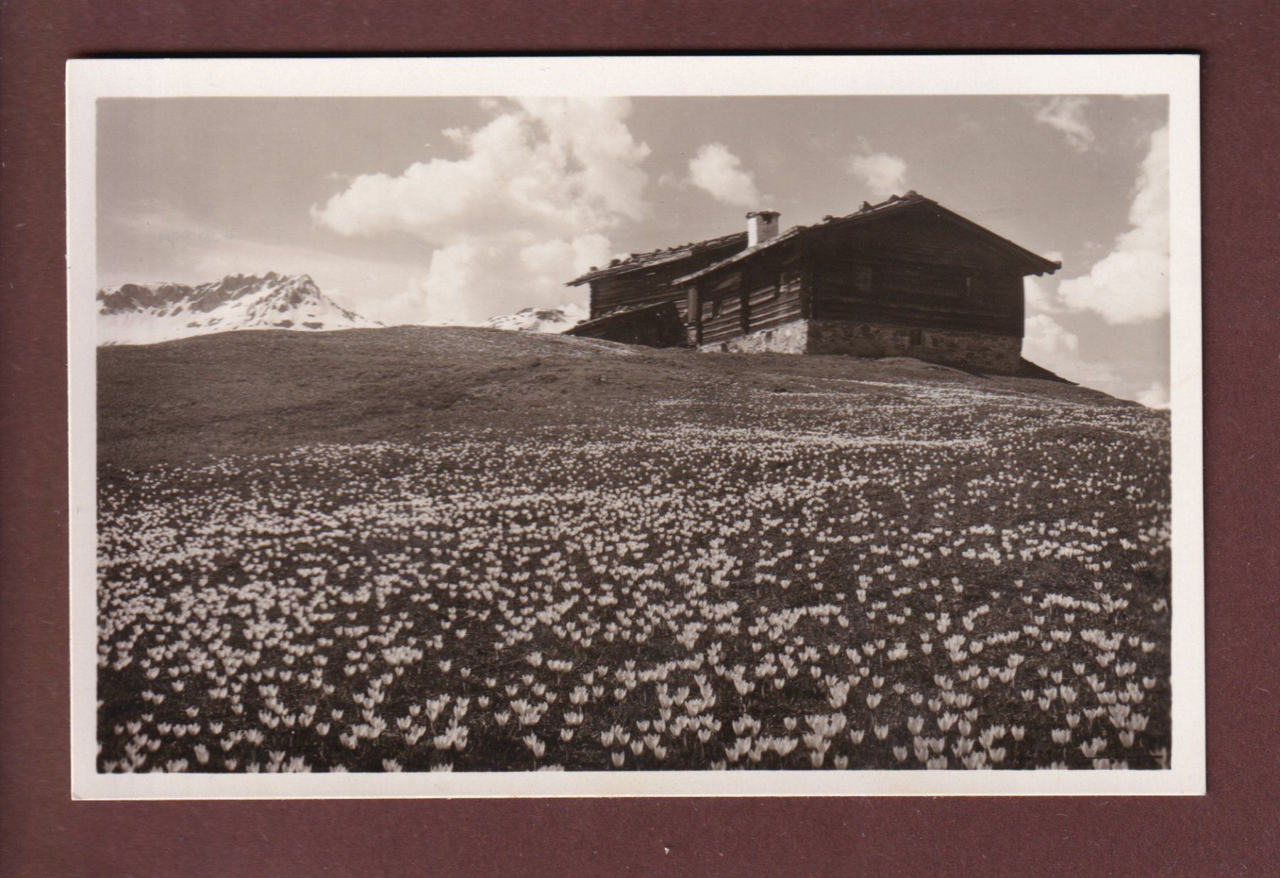 Cartoline postali: DAVOS - Frühling auf der Alp Drusatscha – Usato da Pully venduto da nicecards