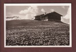 DAVOS - Frühling auf der Alp Drusatscha