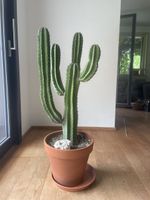 Säulenkaktus Cereus in Tontopf mit Untersetzer grün
