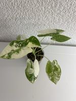 Alocasia Frydek Variegata🌱