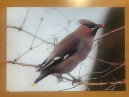 Foto Seidenschwanz