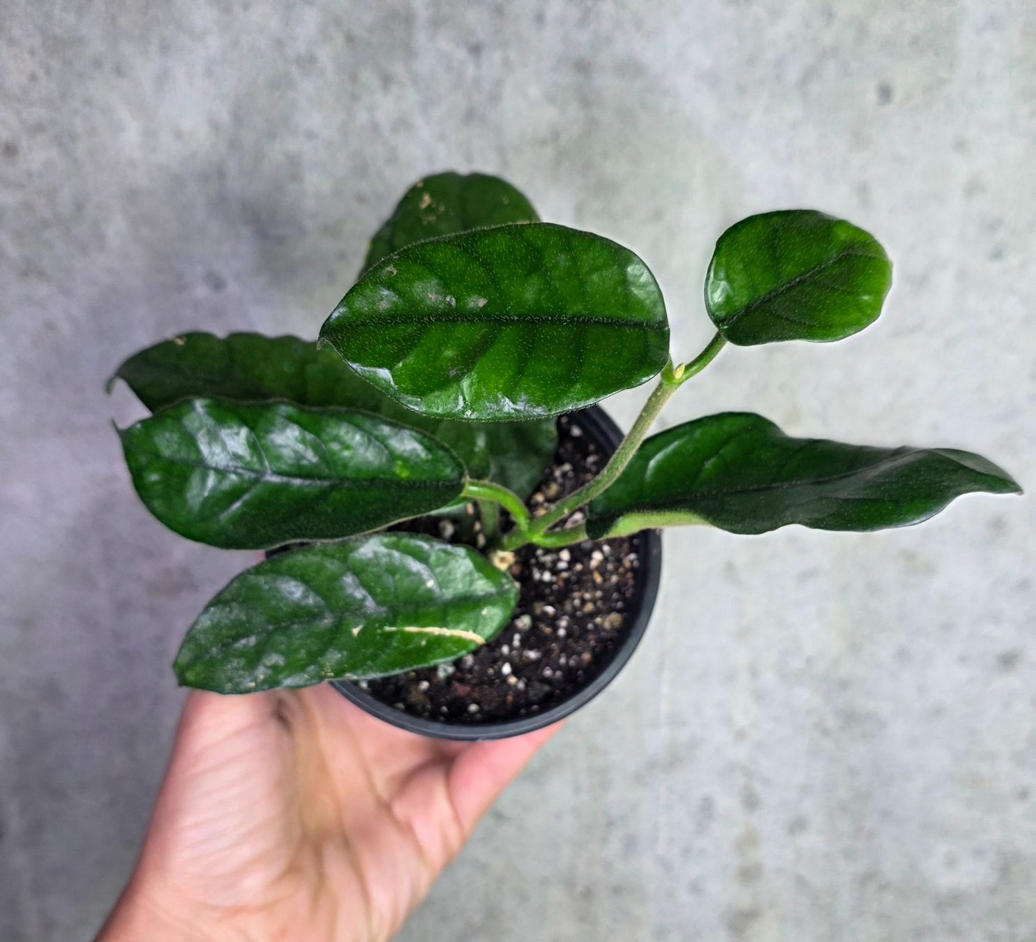 Piante & sementi: Hoya globulosa – Nuovo (secondo la descrizione) da St.Erhard venduto da Plumilandschweiz 1