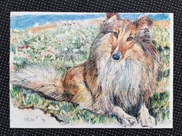 Lithografie / Sheltie von Fritz Hug 1978      (ID B5663)