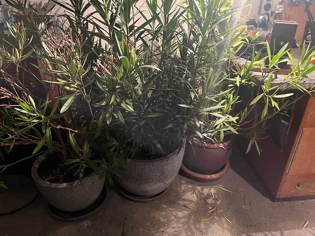 Plantes & graines: Oleander wunderschön inklusive Topf – D'occasion à Grabs par kaleks