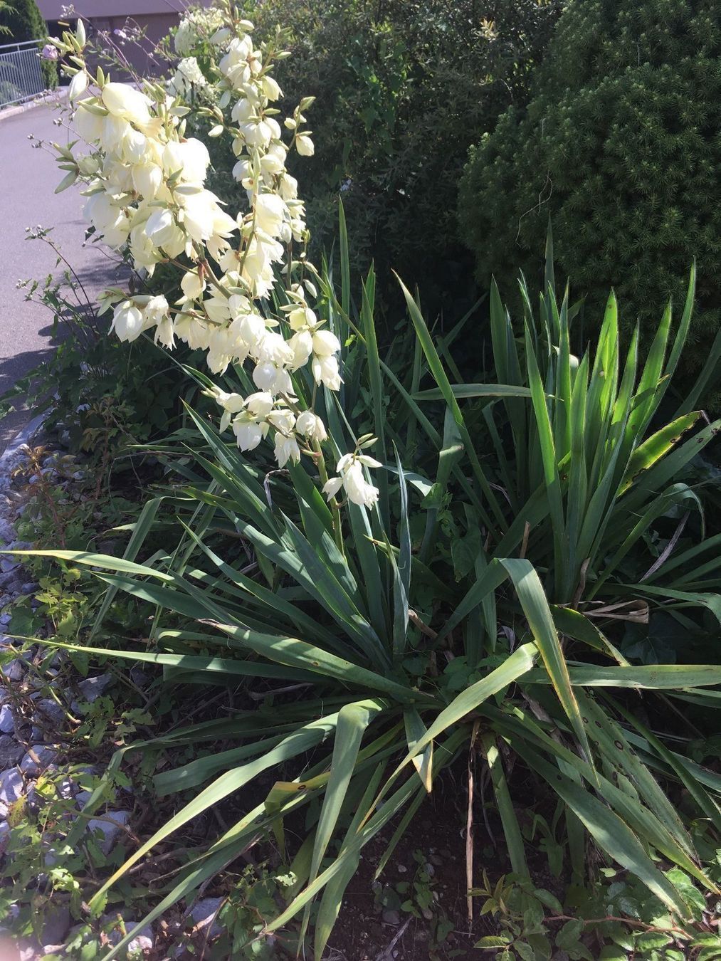 Piante & sementi: (KOPIE) Yucca Palme – Nuovo e nell'imballaggio originale da Höfen b. Thun venduto da Leonie2112 1