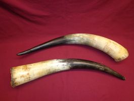 Kuhhörner, Trophäe, Horn, Dekoration, Longhorn Abwurfstangen