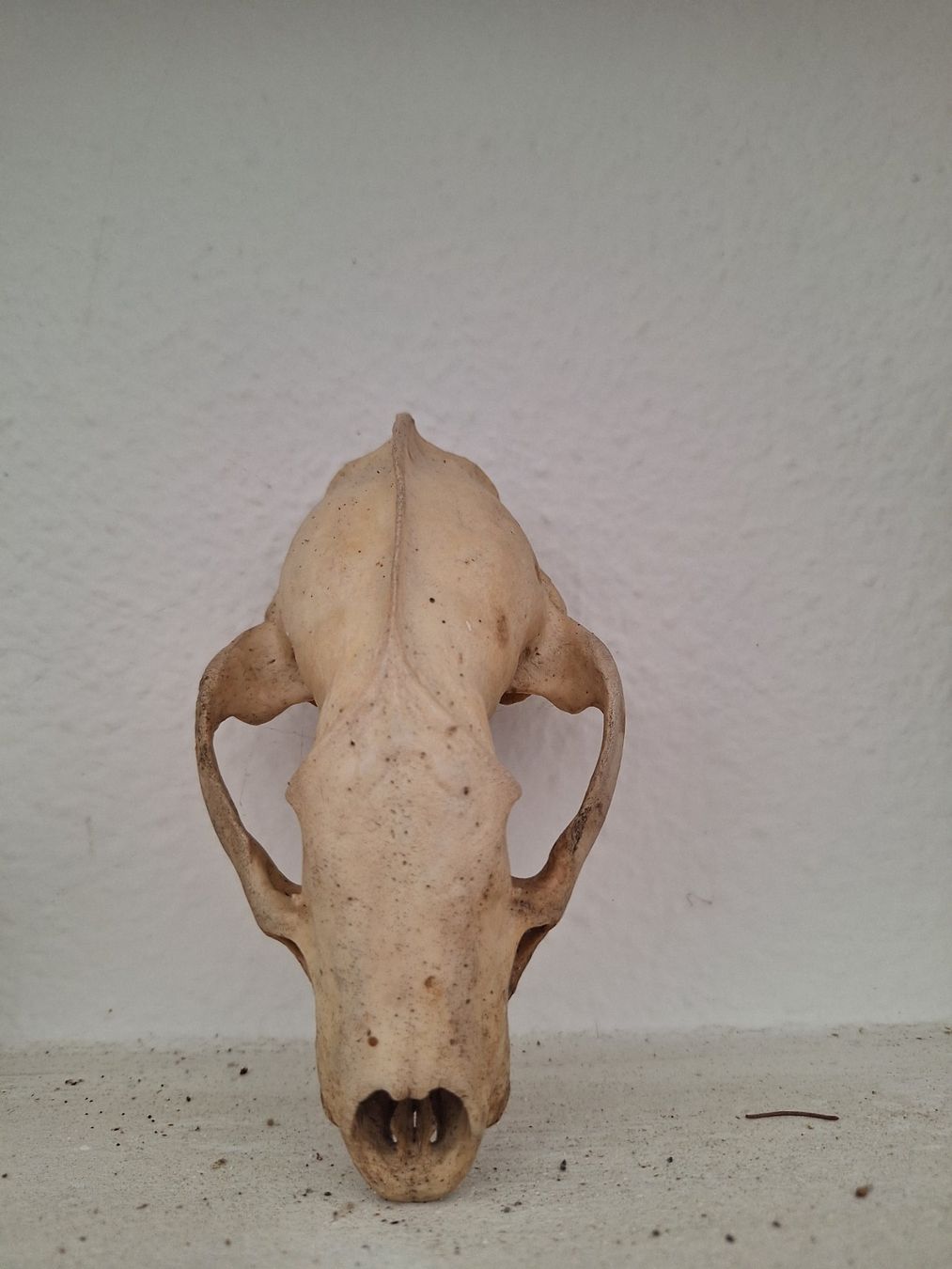 Figuren: Schädel Reh, Dachs, Fuchs, Bieber – Gebraucht aus Mümliswil von Arva 9