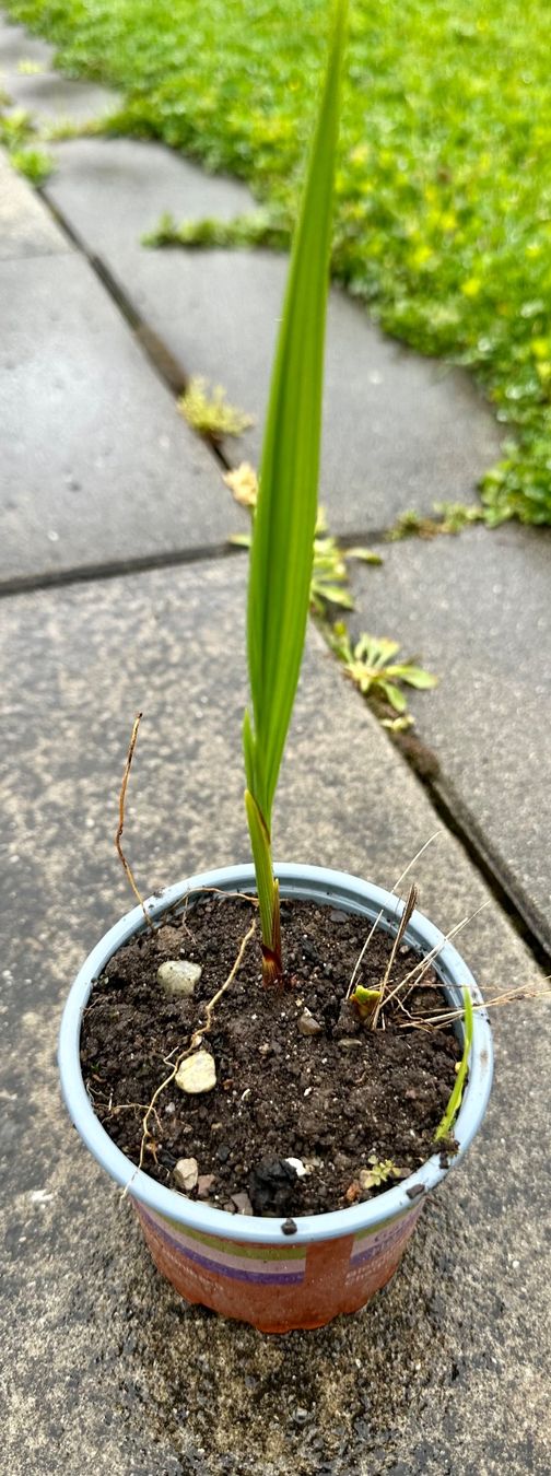 Piante & sementi: Montbretie Lucifer - eine Pflanze! – Nuovo e nell'imballaggio originale da Steffisburg venduto da Petroselium 2