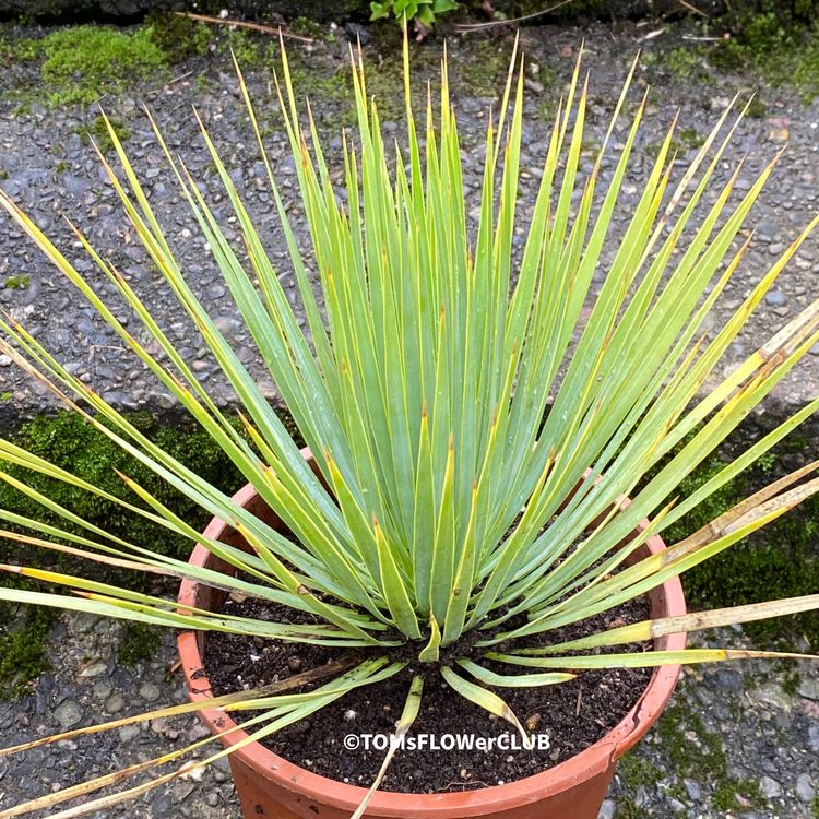 Yucca rostrata (winterhart) M1 Kaufen auf Ricardo