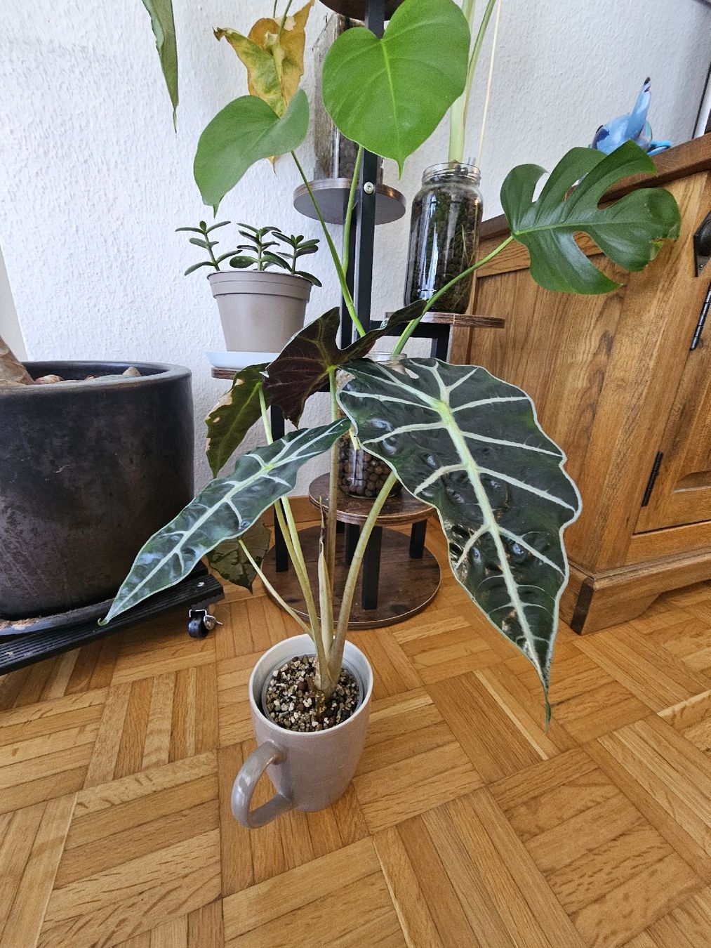 Piante & sementi: Alocasia Amazonica  – Nuovo (secondo la descrizione) da Utzenstorf venduto da Dac_mk 1