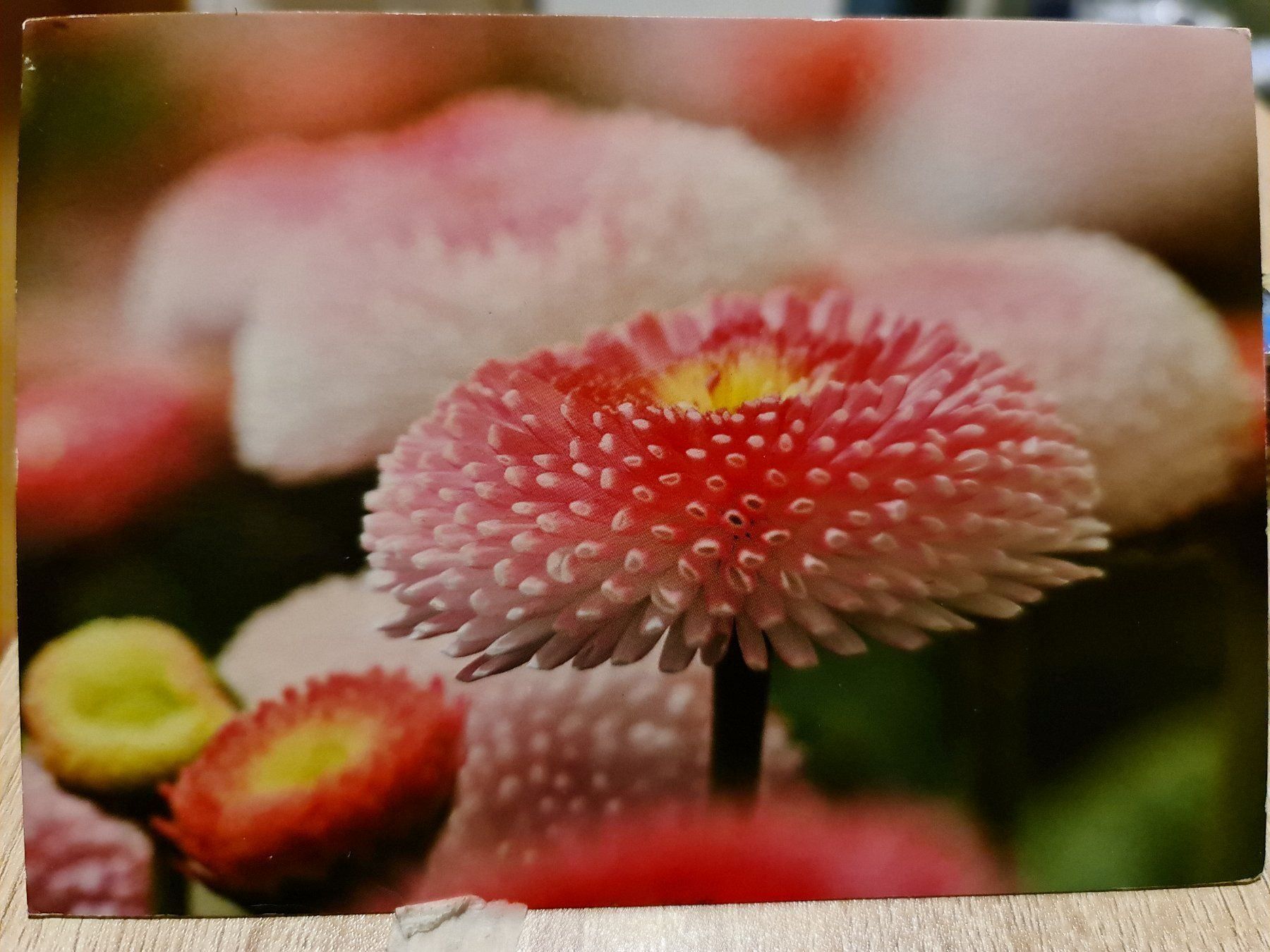 Cartoline postali: Ansichtskarte Blume – Usato da Dintikon venduto da Vexi