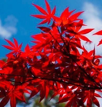 Piante & sementi: JAPANISCHER AHORN : 10 SAMEN‪ – Usato da Rovio venduto da POSITIFFARTandPLANTS 4