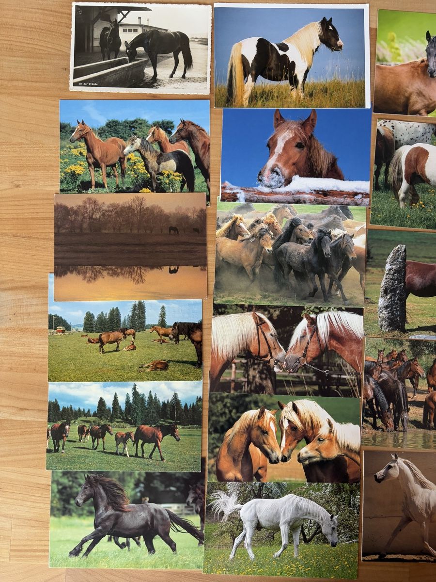Cartoline postali: 25 AK mit Pferd Motiv – Usato da Rümlang venduto da Kartenpost1 1