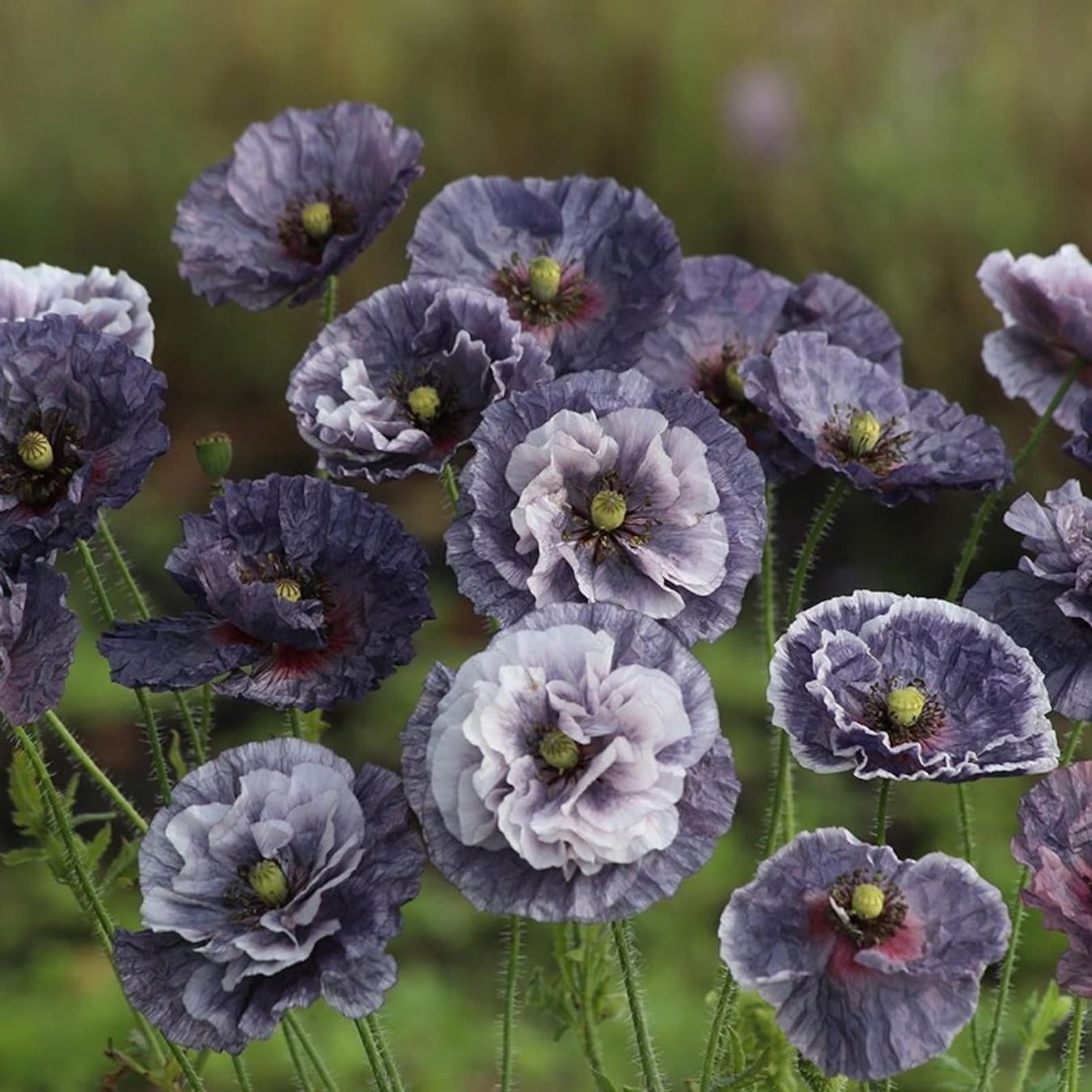 Piante & sementi: 300 Samen Mohn AMAZING GREY Seidenmohn – Nuovo (secondo la descrizione) da Ehrendingen venduto da VerveinaSamen 3
